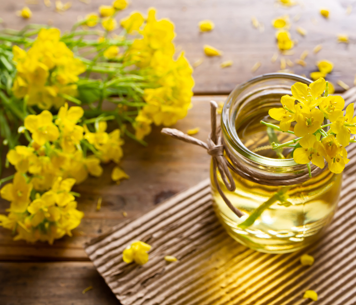 rapeseed flowers next to a jar of oil